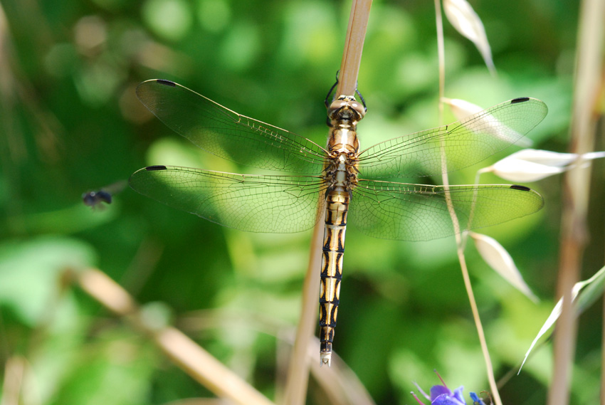 odonato da identificare - Orthetrum albistylum